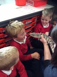 A skink with a blue tongue