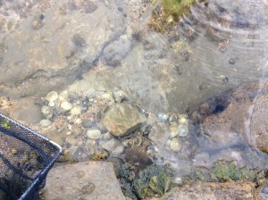 Rock pooling