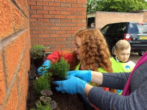 planting