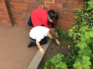 digging for minibeasts