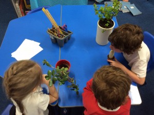exploring plants 